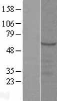SYT9 Human Over-expression Lysate