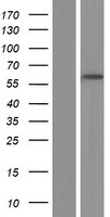 SMOX Human Over-expression Lysate