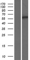 SMOX Human Over-expression Lysate