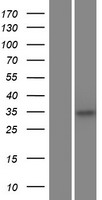 C5orf51 Human Over-expression Lysate