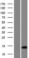 LINC01465 Human Over-expression Lysate