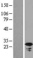 SWSAP1 Human Over-expression Lysate