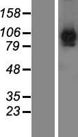 FAM171B Human Over-expression Lysate