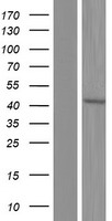 PPP2R4 (PTPA) Human Over-expression Lysate