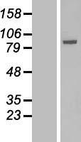 Solo (SESTD1) Human Over-expression Lysate