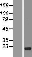 GIYD2 (SLX1B) Human Over-expression Lysate