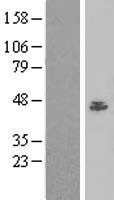 BAF53A (ACTL6A) Human Over-expression Lysate