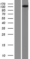 ERC1 Human Over-expression Lysate