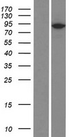 PLA2G4D Human Over-expression Lysate