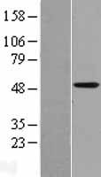 CYP4X1 Human Over-expression Lysate