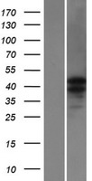 CATSPER3 Human Over-expression Lysate