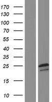 NMNAT3 Human Over-expression Lysate