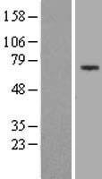IHO1 Human Over-expression Lysate