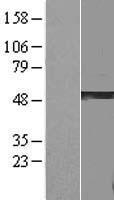 GSDMA Human Over-expression Lysate
