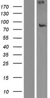 NEK8 Human Over-expression Lysate