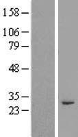 RASSF3 Human Over-expression Lysate