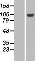 eEF1A2 binding protein (IGFN1) Human Over-expression Lysate