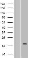 PILRA Human Over-expression Lysate