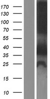 ZFYVE1 Human Over-expression Lysate