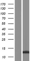 LCE3B Human Over-expression Lysate