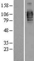 LRRC50 (DNAAF1) Human Over-expression Lysate
