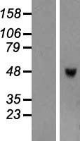 TRIML1 Human Over-expression Lysate