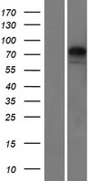 KY Human Over-expression Lysate