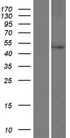 C2orf53 (PRR30) Human Over-expression Lysate
