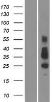 TMEM26 Human Over-expression Lysate