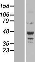 NOTUM Human Over-expression Lysate