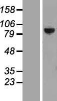 PTPDC1 Human Over-expression Lysate
