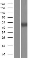 Signal Peptide Peptidase (HM13) Human Over-expression Lysate