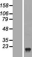 Signal Peptide Peptidase (HM13) Human Over-expression Lysate