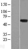 LRRTM1 Human Over-expression Lysate