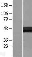 LAYN Human Over-expression Lysate