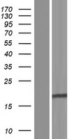 CASTOR3 Human Over-expression Lysate