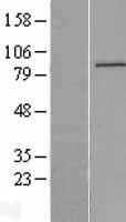 IQUB Human Over-expression Lysate