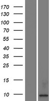KAAG1 Human Over-expression Lysate