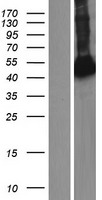 ARHGAP8 Human Over-expression Lysate