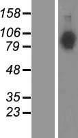 Neuroligin 4 (NLGN4X) Human Over-expression Lysate