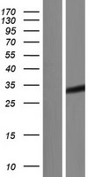 TAZ Human Over-expression Lysate