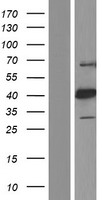 RFC2 Human Over-expression Lysate