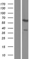 PAX3 Human Over-expression Lysate