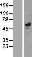 PAX3 Human Over-expression Lysate