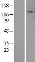 ADNP Human Over-expression Lysate