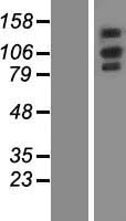 OXR1 Human Over-expression Lysate