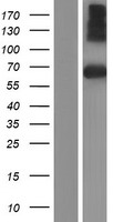 SPINT1 Human Over-expression Lysate