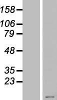 KRTAP23-1 Human Over-expression Lysate