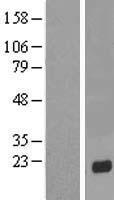 KRTAP13-2 Human Over-expression Lysate