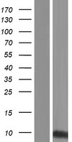 KRTAP21-1 Human Over-expression Lysate